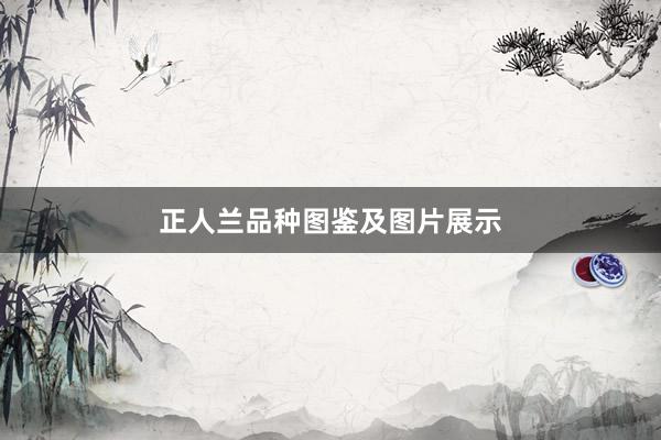 正人兰品种图鉴及图片展示